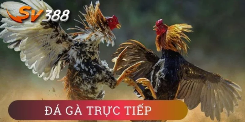 Sân chơi đá gà luôn sôi động với hàng ngàn kèo cược. 