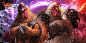 cá cược đá gà luôn thắng