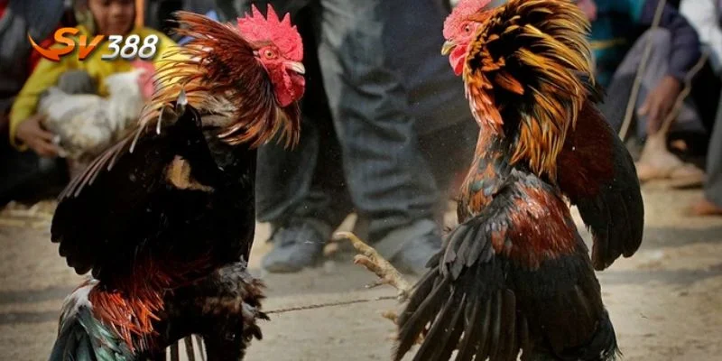 Nâng tầm trải nghiệm cá cược đá gà hiện đại với nền tảng SV388 uy tín.