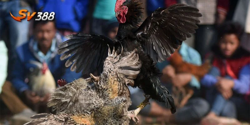 Muốn thắng lớn hãy bắt đầu bằng việc hiểu rõ luật và chiến thuật.