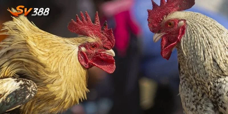 Chiến kê xuất sắc nhất chỉ có tại những trận đá gà đỉnh cao Campuchia.