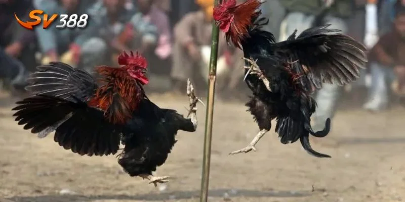 Đăng ký ngay hôm nay để theo dõi những trận đấu gay cấn nhất.