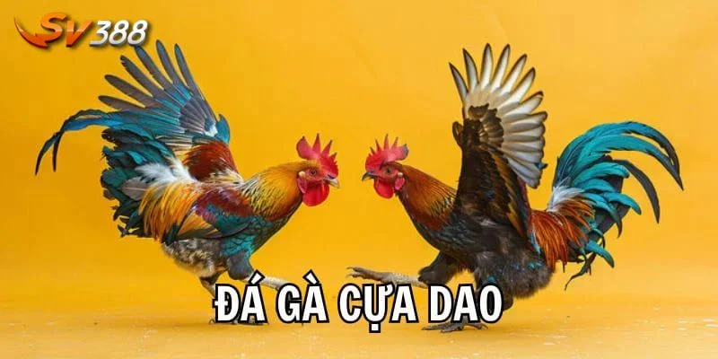 Đá gà cựa dao