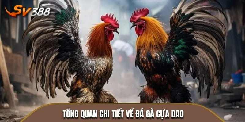 Từ A-Z thông tin cơ bản về sảnh cược đá gà cựa dao SV388.