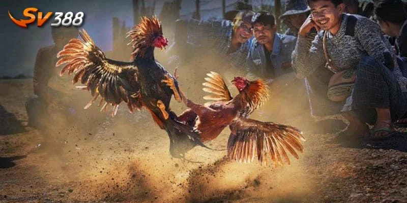 Bí kíp đá gà cựa dao thành công cho mọi tân thủ.