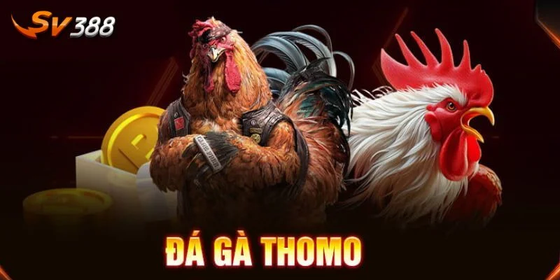 đá gà Thomo