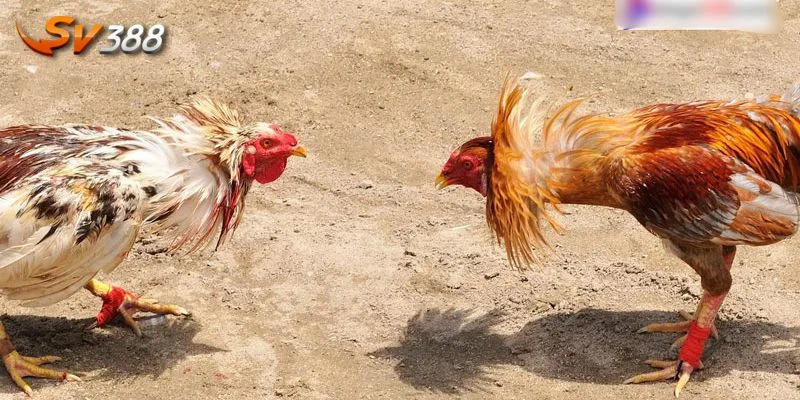 Đá gà Thomo SV388 mang đến trải nghiệm thư giãn tuyệt đỉnh.