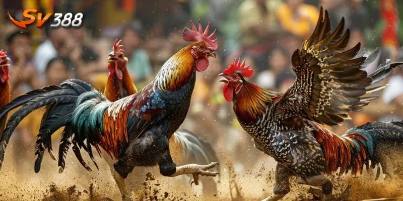 Quy định chung của đá gà Thomo tại SV388.