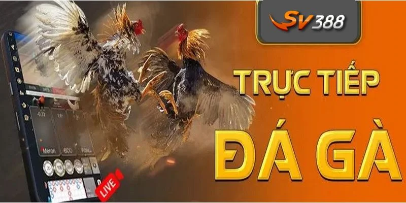 Lời nhận xét tích cực đến từ phía người trải nghiệm SV388.