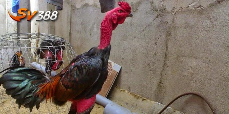 Mẹo chọn gà đá