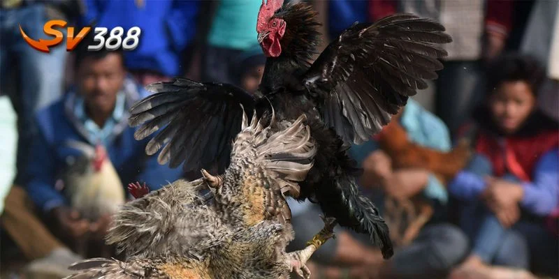 Áp dụng các mẹo chọn gà đá sẽ giúp bạn nâng cao tỷ lệ chiến thắng.