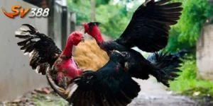 Mẹo chọn gà đánh cách