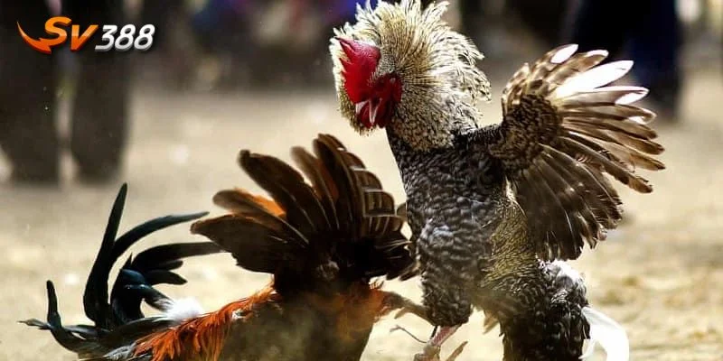 Gà đánh cách là thể thức chơi được nhiều cược thủ quan tâm. 