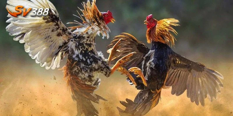 Gà đánh cách muốn bắt kèo chuẩn cần sự khôn khéo và tinh tế.