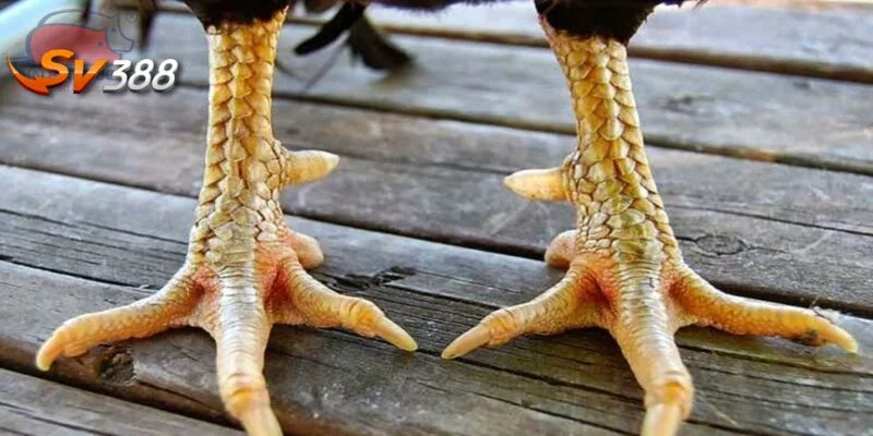 Mẹo chọn gà đánh cách chỉ ra kinh nghiệm soi kèo hiệu quả. 