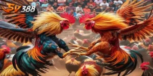 Kèo chấp gà đá