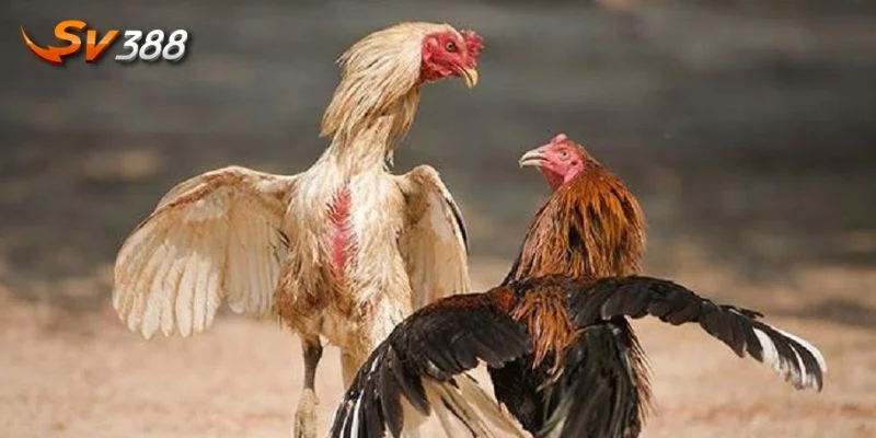 Kèo chấp trong đá gà là kèo chơi xuất hiện rất phổ biến. 