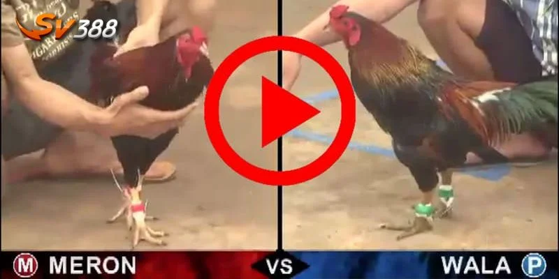 Tại sàn cược SV388, có rất nhiều loại kèo chấp gà đá hấp dẫn. 