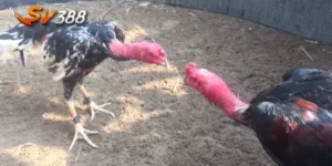 mẹo đá gà chọi