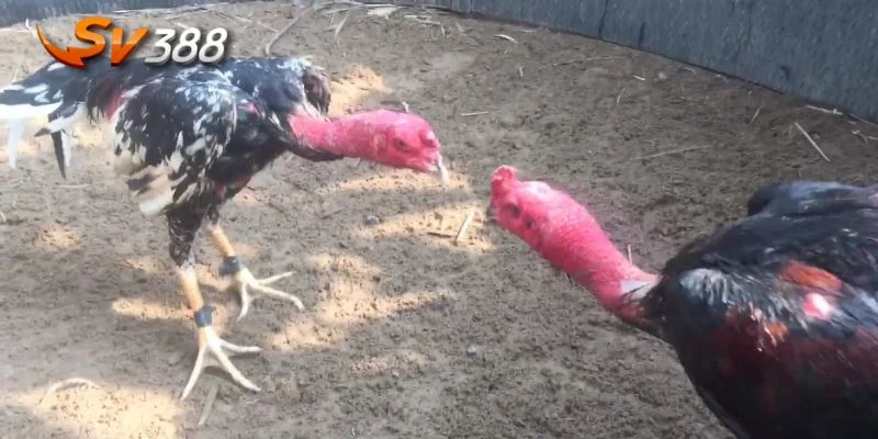 mẹo đá gà chọi