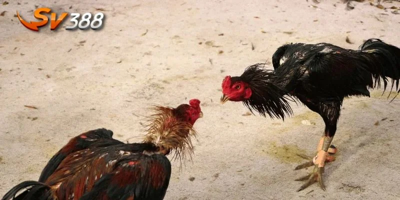 Một chiến kê giỏi phải có thể lực mạnh mẽ, luôn sẵn sàng ra trận.