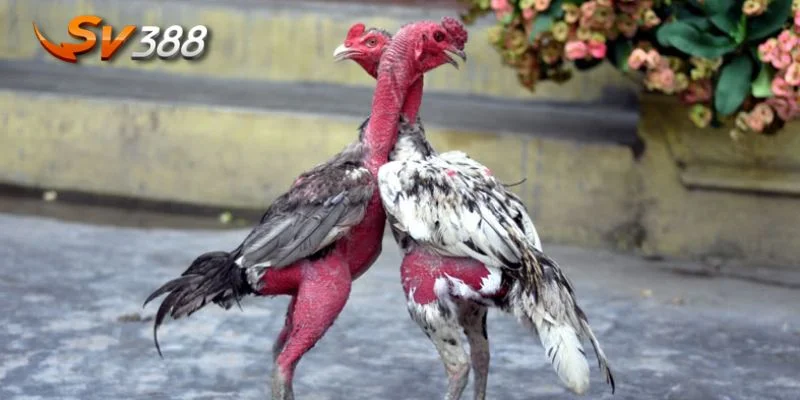 Lối đá linh hoạt giúp gà chiến thay đổi chiến thuật ngay trong trận.