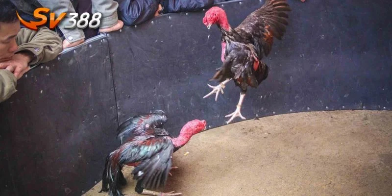 Với lối đá cưa đè hai mang, chiến kê chiếm ưu thế ngay từ đầu trận.