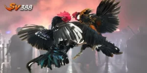 Mẹo đặt cược đá gà