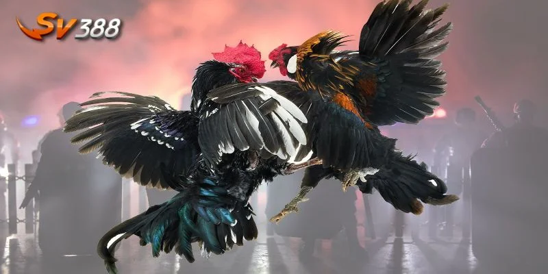 Mẹo đặt cược đá gà