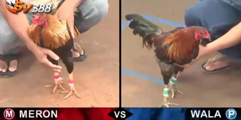 Cược đá gà nhất thiết cần quan tâm tới kinh nghiệm vào tiền.