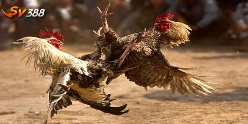 Đá gà là bộ môn cược đổi thưởng hấp dẫn với giá trị giao dịch lớn.