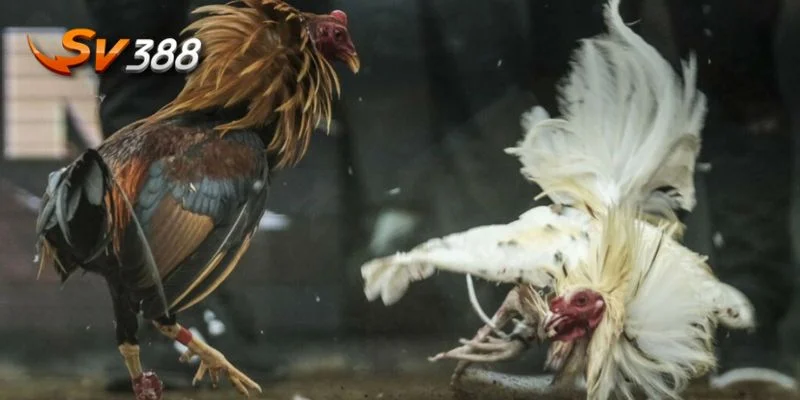 Trực tiếp đá gà tại nhà cái SV388 là một trong những điểm đến uy tín, chất lượng.