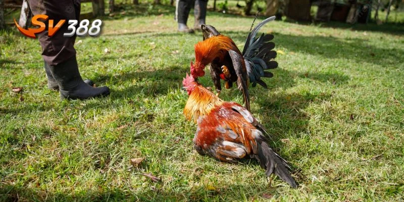 Luật lệ tại đá gà trực tiếp SV388 cũng chỉ ở mức cơ bản, không có quá nhiều hoặc quá ít.