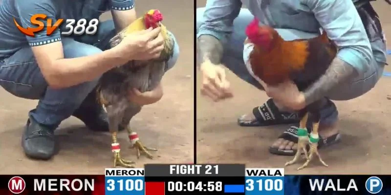 Các bước đăng ký cá cược trực tiếp đá gà tại SV388 vô cùng dễ dàng.