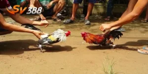 trực tiếp đá gà tre