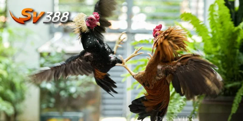 Mãn nhãn cùng những trận đá gà tre đỉnh cao ngay tại nhà.