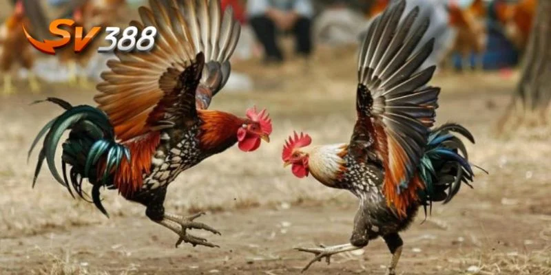 Đừng bỏ lỡ cơ hội xem trực tiếp đá gà tre tại SV388