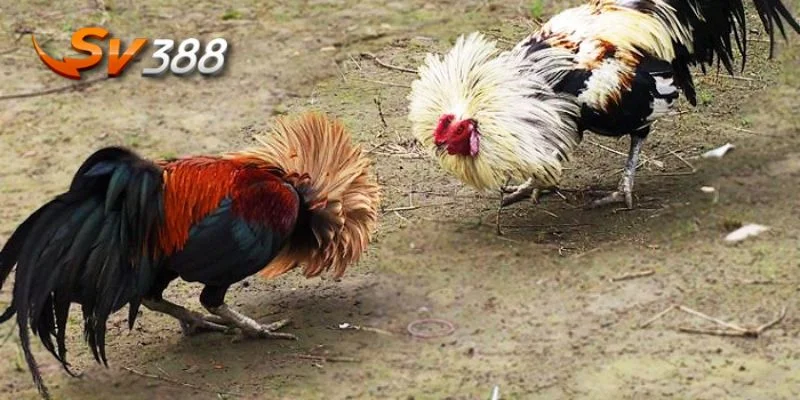 Trải nghiệm đá gà tre sắc nét, không giật lag, chỉ có tại đây.