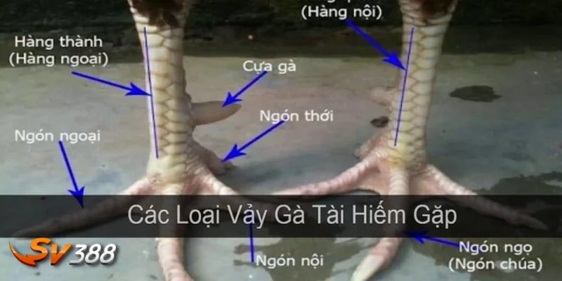 Giá trị và ý nghĩa của vảy gà quý với chiến kê.
