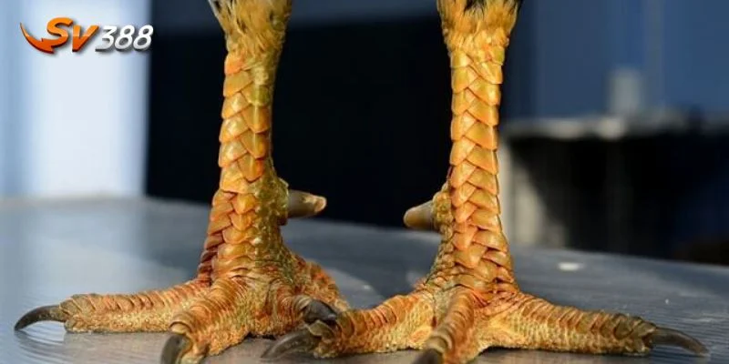 Liên Giáp là một trong những vảy gà quý hiếm nhất hiện nay