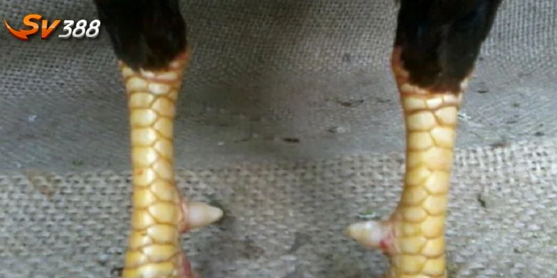 Nội Hoa Đăng là 1 trong những vảy gà quý hiếm có giá thành cao