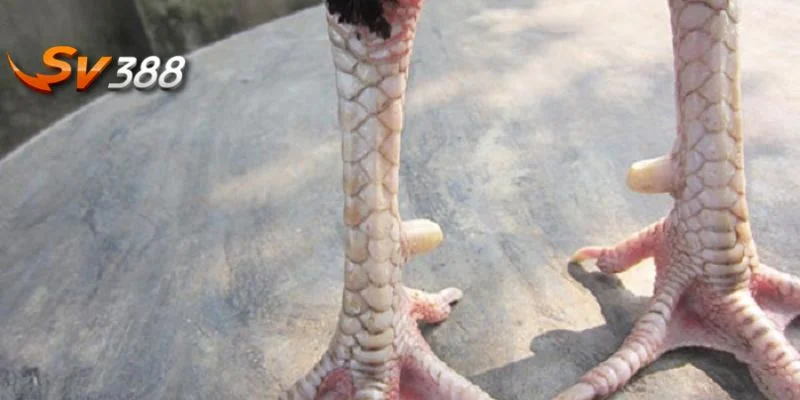 Các hình thái vảy gà không đẹp cần nắm bắt kỹ khi chọn kèo.