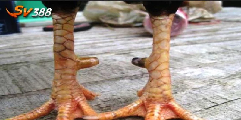 Vảy gà xấu là hình thái đặc trưng cho thấy gà kém kỹ năng. 