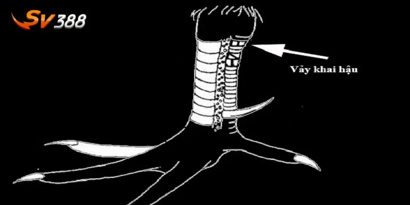 Người chơi nên tìm hiểu rõ về hình thái, đặc trưng kỹ năng của gà đá.